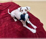 Small #6 Poodle (Miniature) Mix