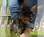 Small #2 Yorkshire Terrier