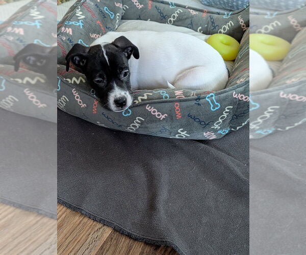 Medium Photo #6 Boxador Puppy For Sale in Lakewood, CO, USA