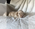 Small #3 Cocker Spaniel