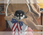 Small Photo #1 Alaskan Malamute Puppy For Sale in LAKEFIELD, MN, USA