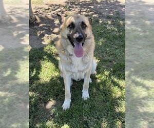 German Shepherd Dog-Unknown Mix Dogs for adoption in Riverside, CA, USA