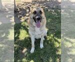 Small German Shepherd Dog Mix