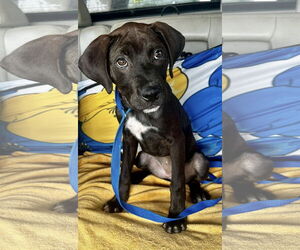Labrador Retriever-Unknown Mix Dogs for adoption in Euless, TX, USA