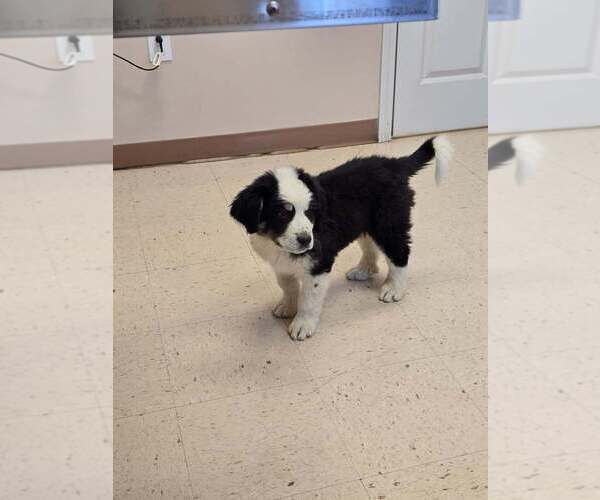 Medium Photo #1 Great Bernese Puppy For Sale in SPRING CITY, TN, USA