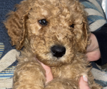 Puppy Puppy 2 Poodle (Standard)