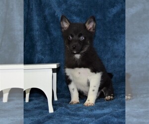 Pomsky Puppy for sale in BARNESVILLE, KS, USA