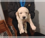 Small Golden Retriever