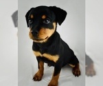 Small Photo #2 Rottweiler Puppy For Sale in SYKESVILLE, MD, USA