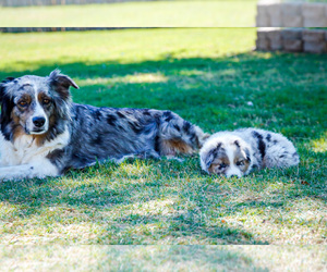 Mother of the Australian Shepherd puppies born on 03/21/2023