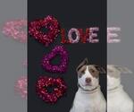 Small #2 Bull Terrier Mix