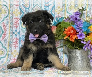 German Shepherd Dog Puppy for sale in LANCASTER, PA, USA