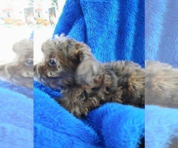 Full screen Photo #6 Chihuahua-Poodle (Toy) Mix Puppy For Sale in GREENWOOD, WI, USA