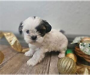 Shih Tzu Puppy for sale in TAMPA, FL, USA