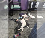 Small #31 American Pit Bull Terrier