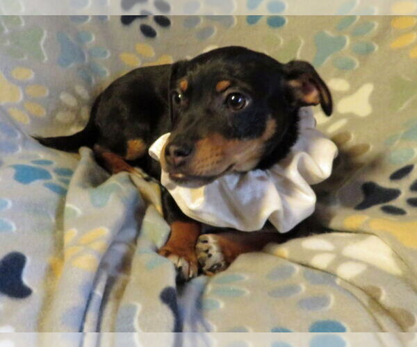 Medium Photo #4 Jack Chi Puppy For Sale in Grovertown, IN, USA