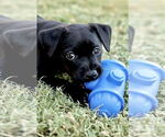 Small #12 American Pit Bull Terrier-Labrador Retriever Mix