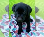 Small #5 Labrador Retriever