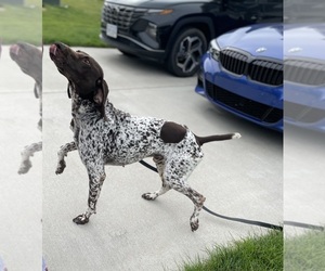 German Shorthaired Pointer Puppy for sale in MIDLOTHIAN, VA, USA