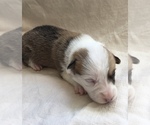 Small Photo #1 Pembroke Welsh Corgi Puppy For Sale in HENRICO, VA, USA