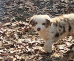 Small Photo #3 Miniature American Shepherd Puppy For Sale in MONTGOMERY CITY, MO, USA