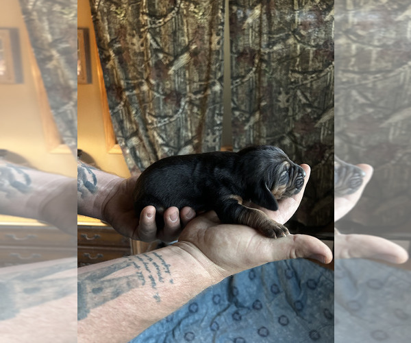 Medium Photo #3 Bloodhound Puppy For Sale in ABERDEEN, SD, USA