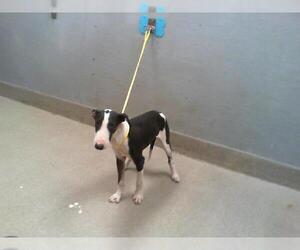 Bull Terrier-Unknown Mix Dogs for adoption in Las Vegas, NV, USA