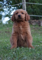 Medium Goldendoodle