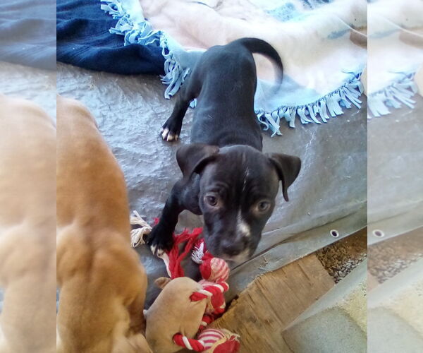 Medium Photo #8 Bulldog-Unknown Mix Puppy For Sale in Apple Valley, CA, USA