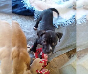 Gamora-in a foster home - Female Boxer-Unknown Mix Dog for Adoption - Photo #8