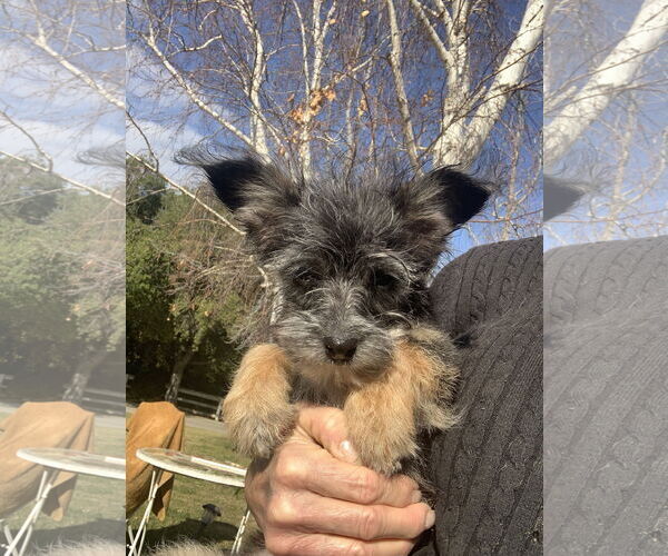 Medium Photo #1 Shih Tzu-Unknown Mix Puppy For Sale in Santa Clarita, CA, USA