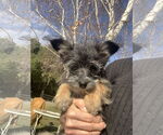 Small Shih Tzu Mix