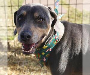 Labrador Retriever-Unknown Mix Dogs for adoption in San Antonio, TX, USA