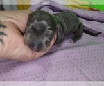 Small #2 Dachshund