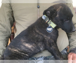 Small Photo #3 Belgian Malinois-Dutch Shepherd Dog Mix Puppy For Sale in SALADO, TX, USA