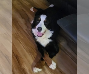 Father of the Bernese Mountain Dog puppies born on 03/03/2025