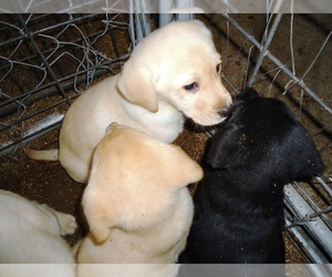 Golden Labrador Puppy for sale in HOUGHTON, NY, USA
