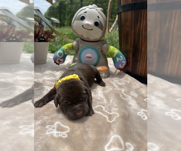 Medium Photo #6 Labrador Retriever Puppy For Sale in NEOLA, WV, USA