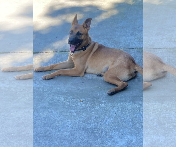 Medium Photo #6 Mutt Puppy For Sale in San Diego, CA, USA