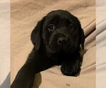 Small Photo #4 Labrador Retriever Puppy For Sale in PUEBLO, CO, USA