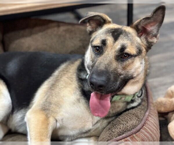 Medium Photo #3 German Shepherd Dog-Unknown Mix Puppy For Sale in Brooklyn Center, MN, USA