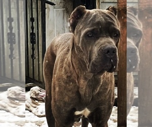 Father of the Cane Corso puppies born on 02/22/2023