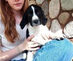 Puppy Snoopy English Springer Spaniel