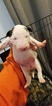 Small Photo #41 Bull Terrier Puppy For Sale in JACKSON, MI, USA