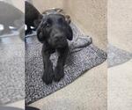 Small GIANT SCHNAUZER -Labrador Retriever Mix