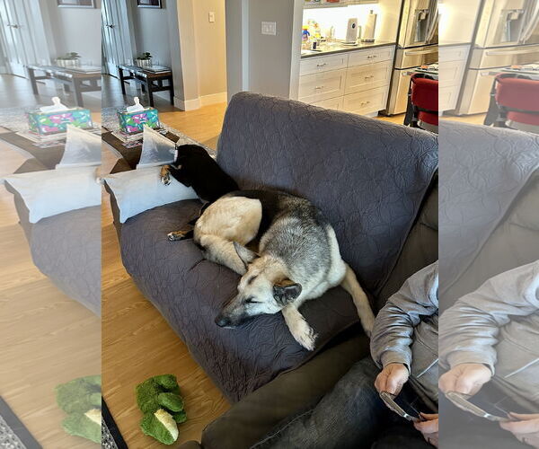 Medium Photo #19 German Shepherd Dog Puppy For Sale in Seattle, WA, USA