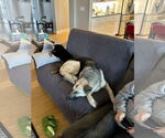 Small #18 German Shepherd Dog