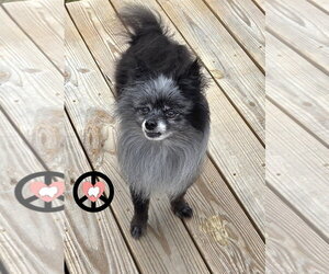 Pomeranian Dogs for adoption in Lebanon, PA, USA