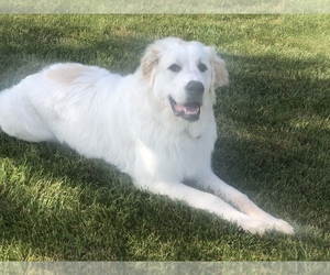 Great Pyrenees Dogs for adoption in KING, NC, USA