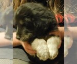 Small Photo #29 Golden Labrador Puppy For Sale in IDAHO SPRINGS, CO, USA